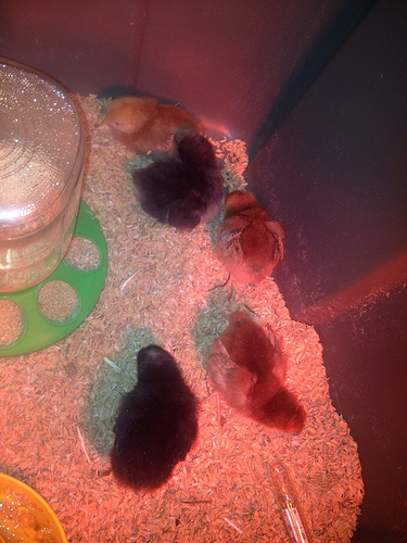 Our baby chicks at home, shortly after getting their brooder set up
