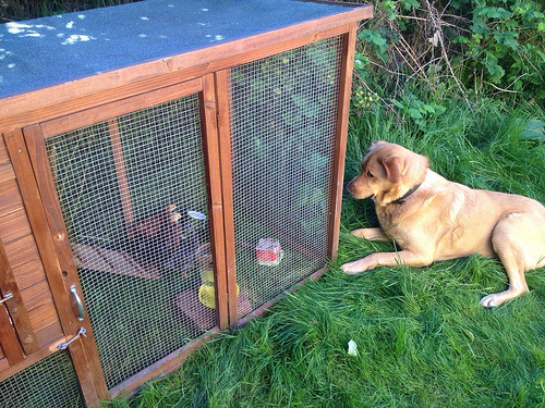 Our dog Ben inspecting the temporary chicken coop, looking for a way in.
